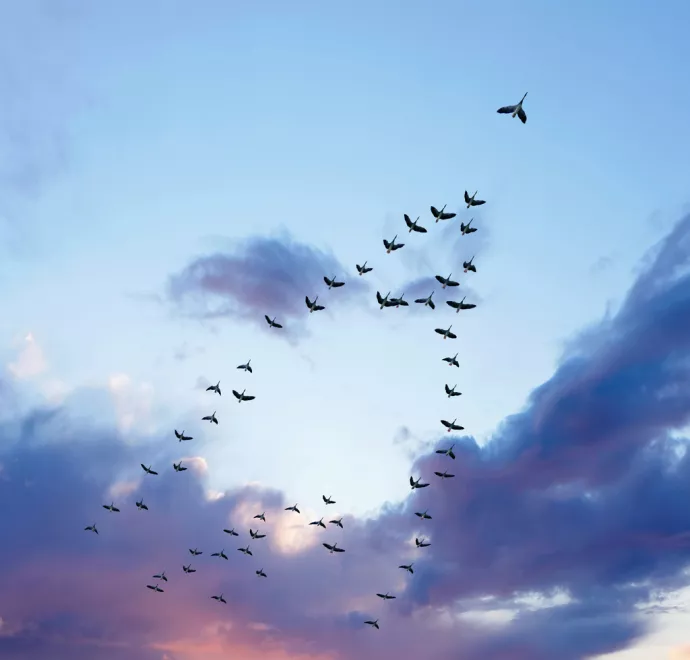 birds migrating